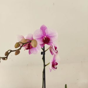 Phalaenopsis - 1 Haste