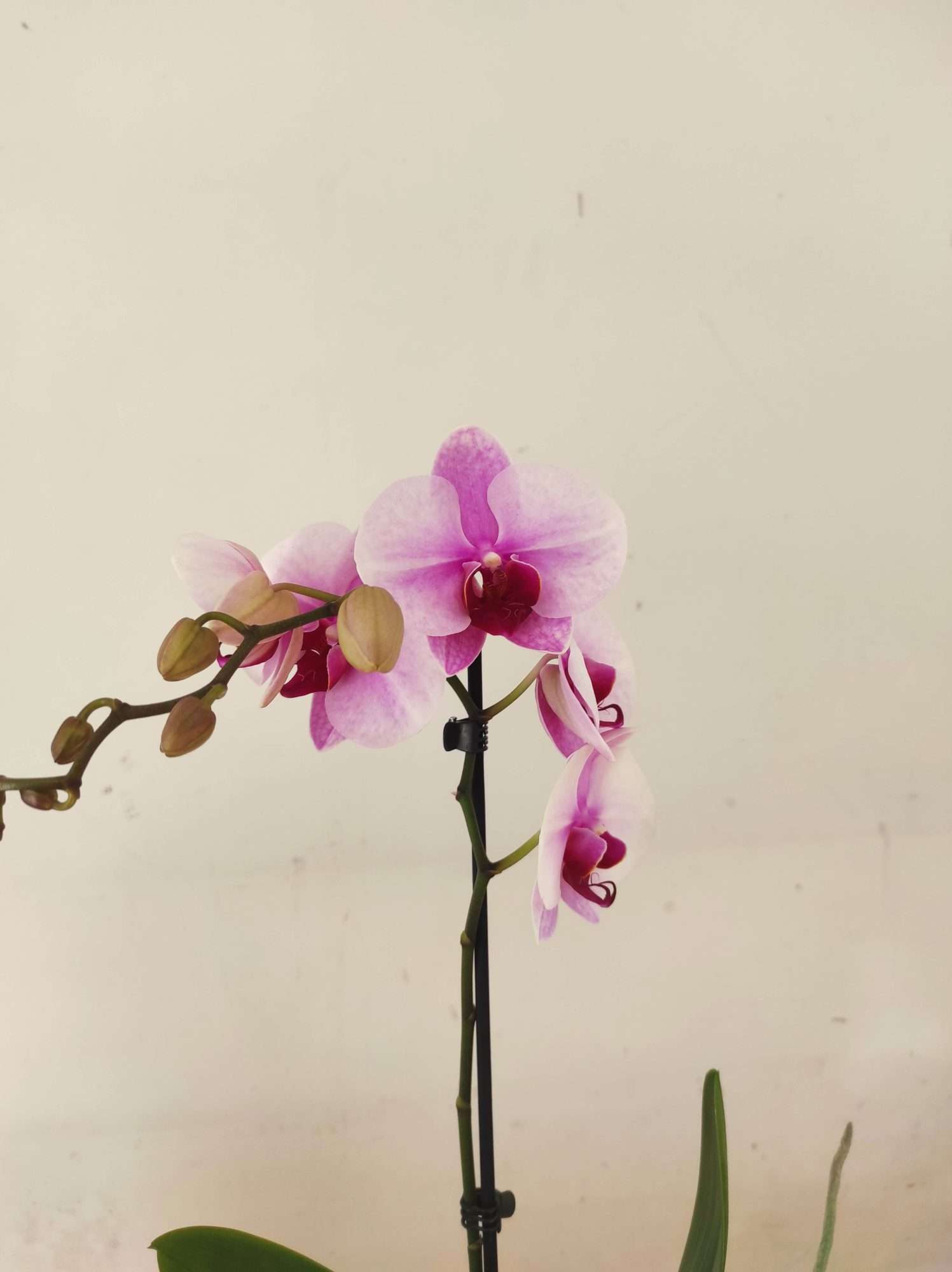 Phalaenopsis - 1 Haste