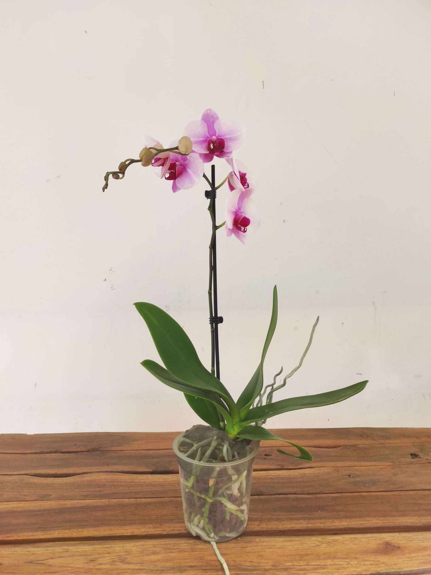 Phalaenopsis - 1 Haste - Image 2