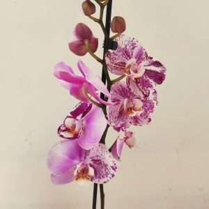Phalaenopsis - 1 Haste