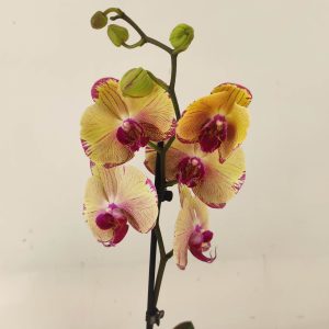 Phalaenopsis - 1 Haste