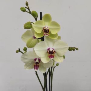 Phalaenopsis - 2 Hastes