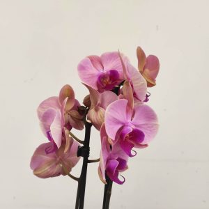 Phalaenopsis - 2 Hastes