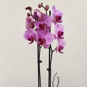 Phalaenopsis - 2 Hastes