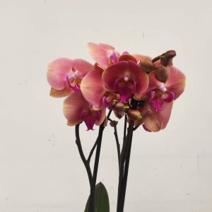Phalaenopsis - 2 Hastes