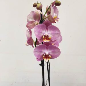 Phalaenopsis - 2 Hastes