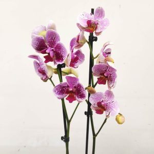 Phalaenopsis - 2 Hastes