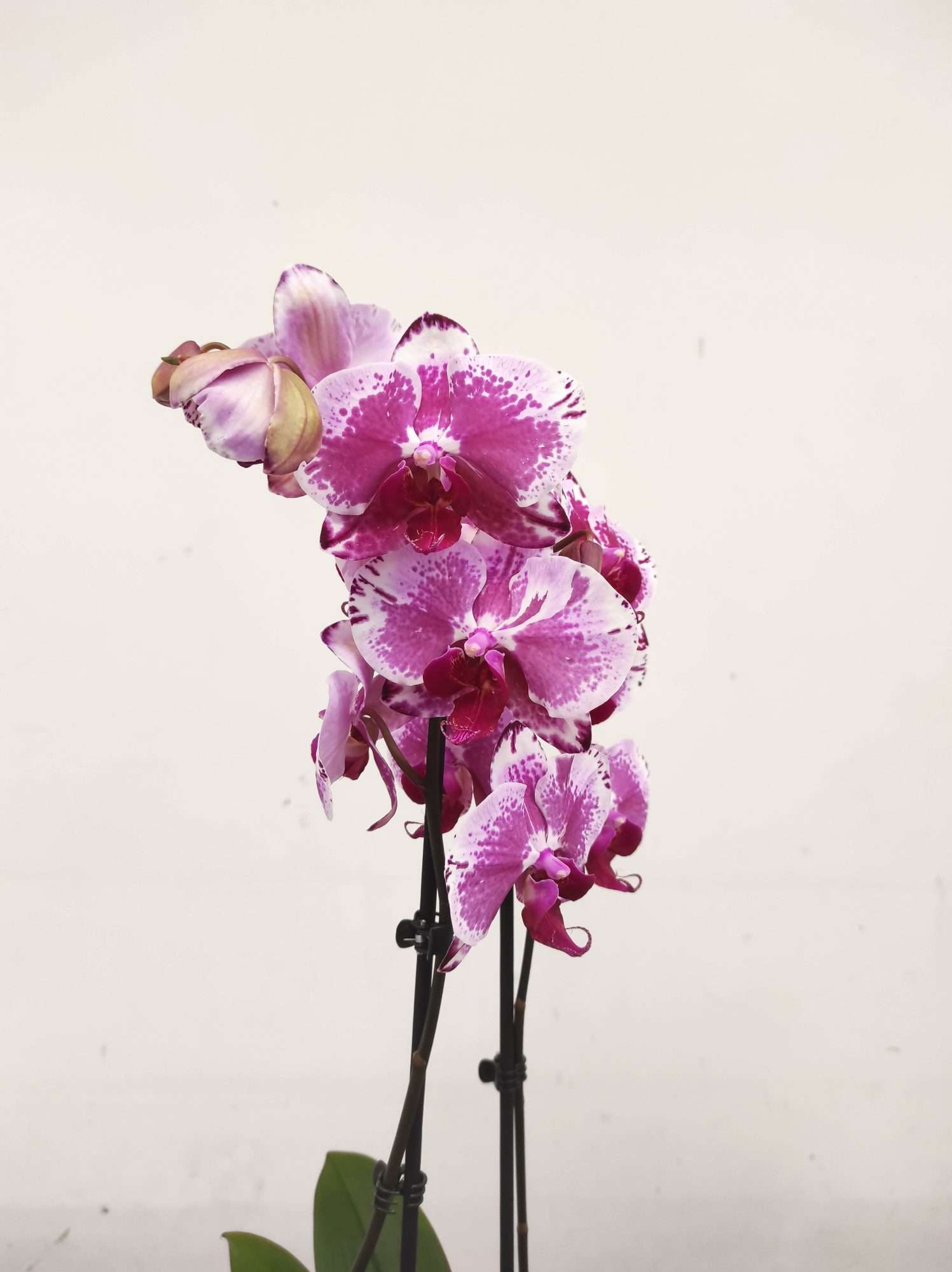 Phalaenopsis - 2 Hastes - Image 2
