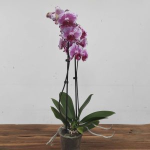 Phalaenopsis - 2 Hastes