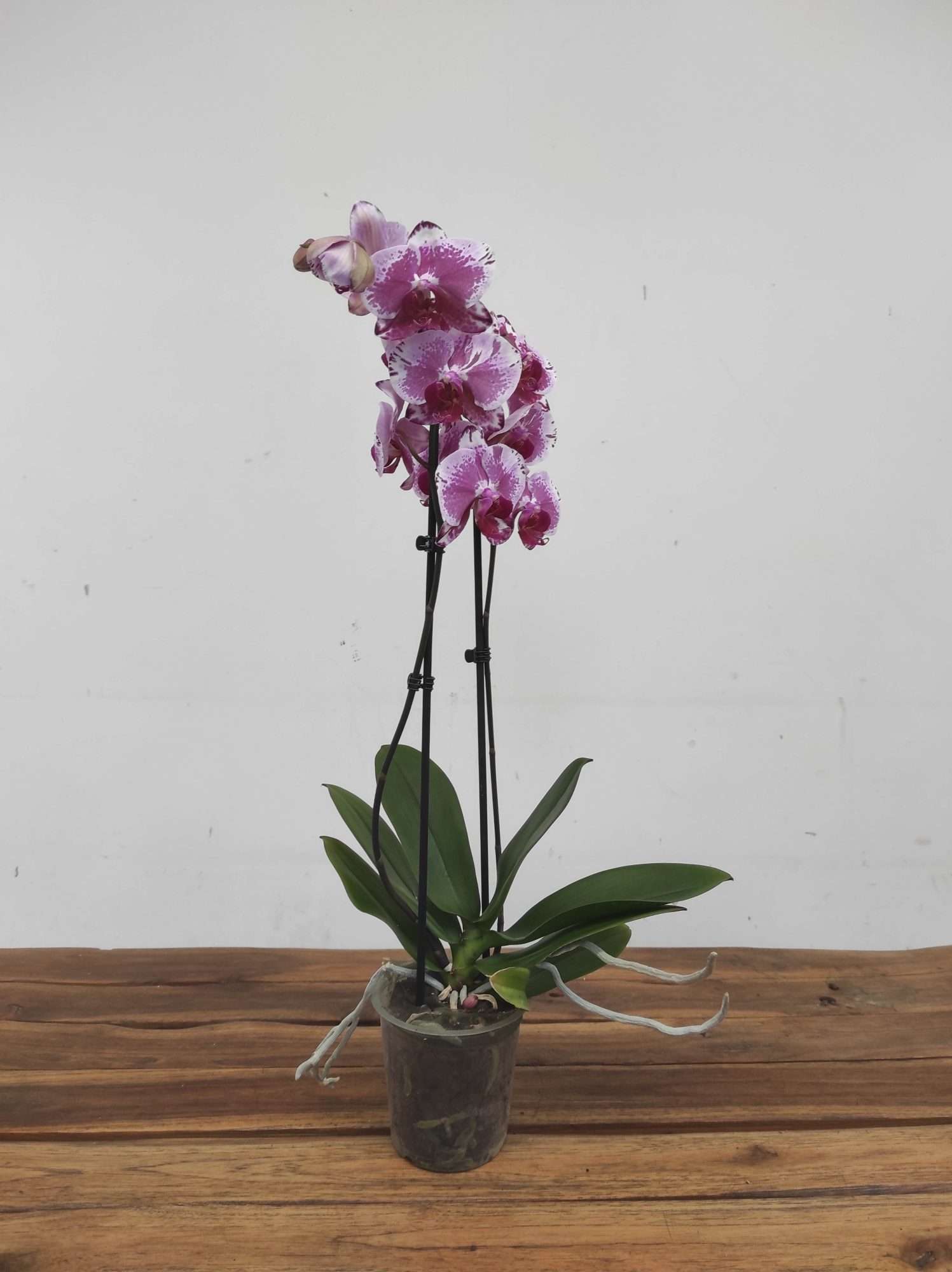 Phalaenopsis - 2 Hastes
