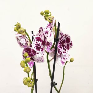 Phalaenopsis - 2 Hastes