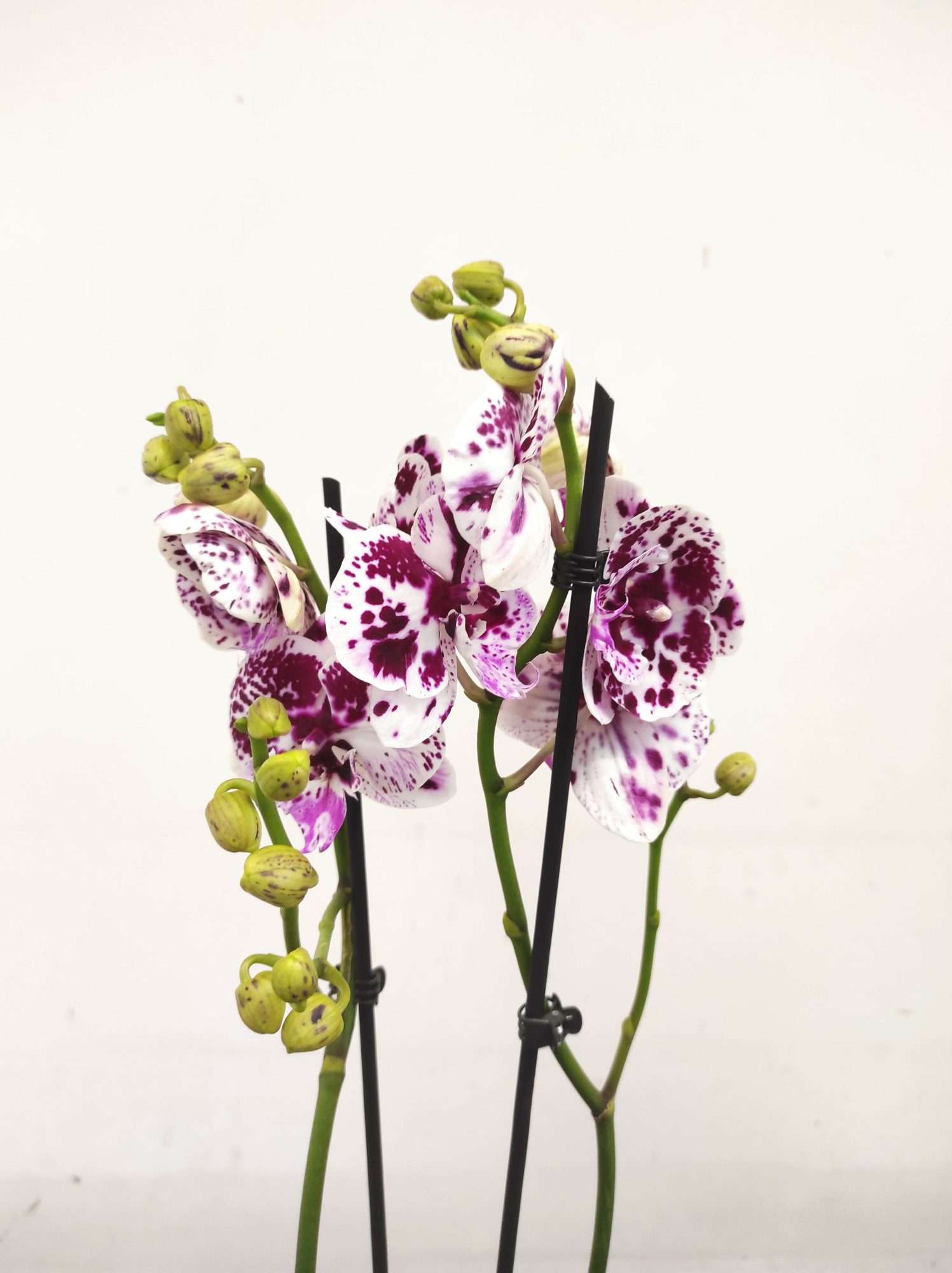 Phalaenopsis - 2 Hastes