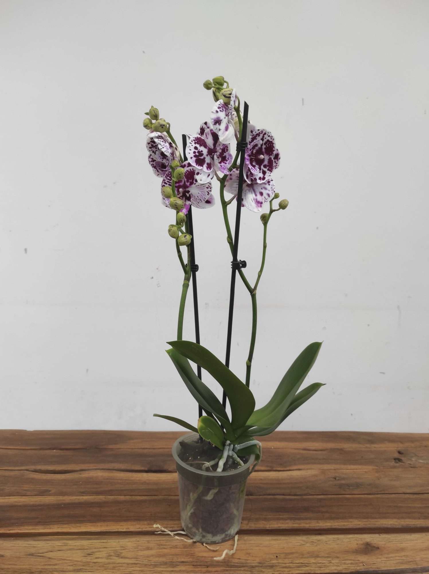Phalaenopsis - 2 Hastes - Image 2