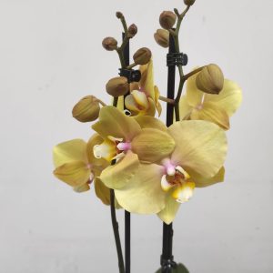 Phalaenopsis - 2 Hastes