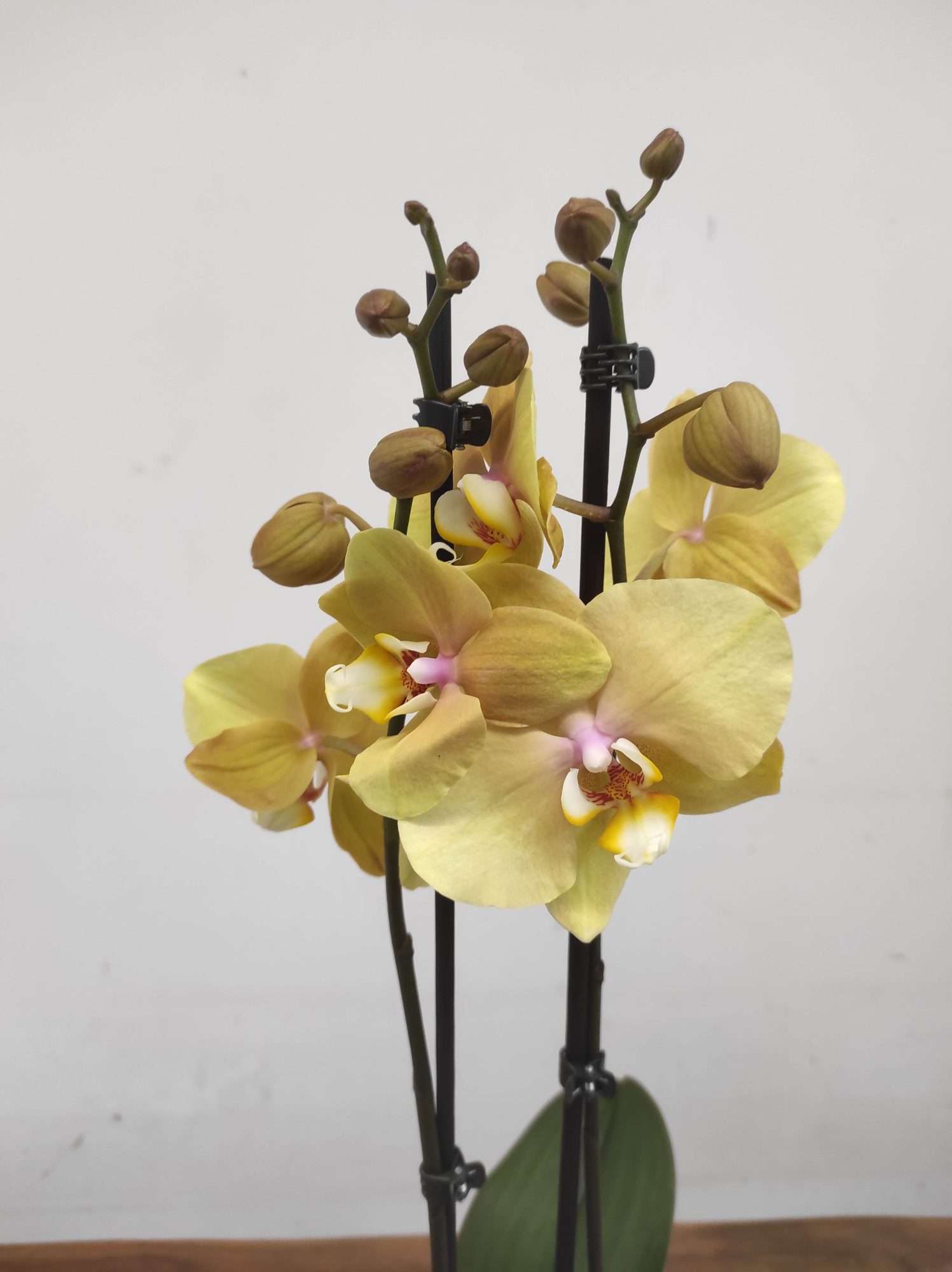 Phalaenopsis - 2 Hastes