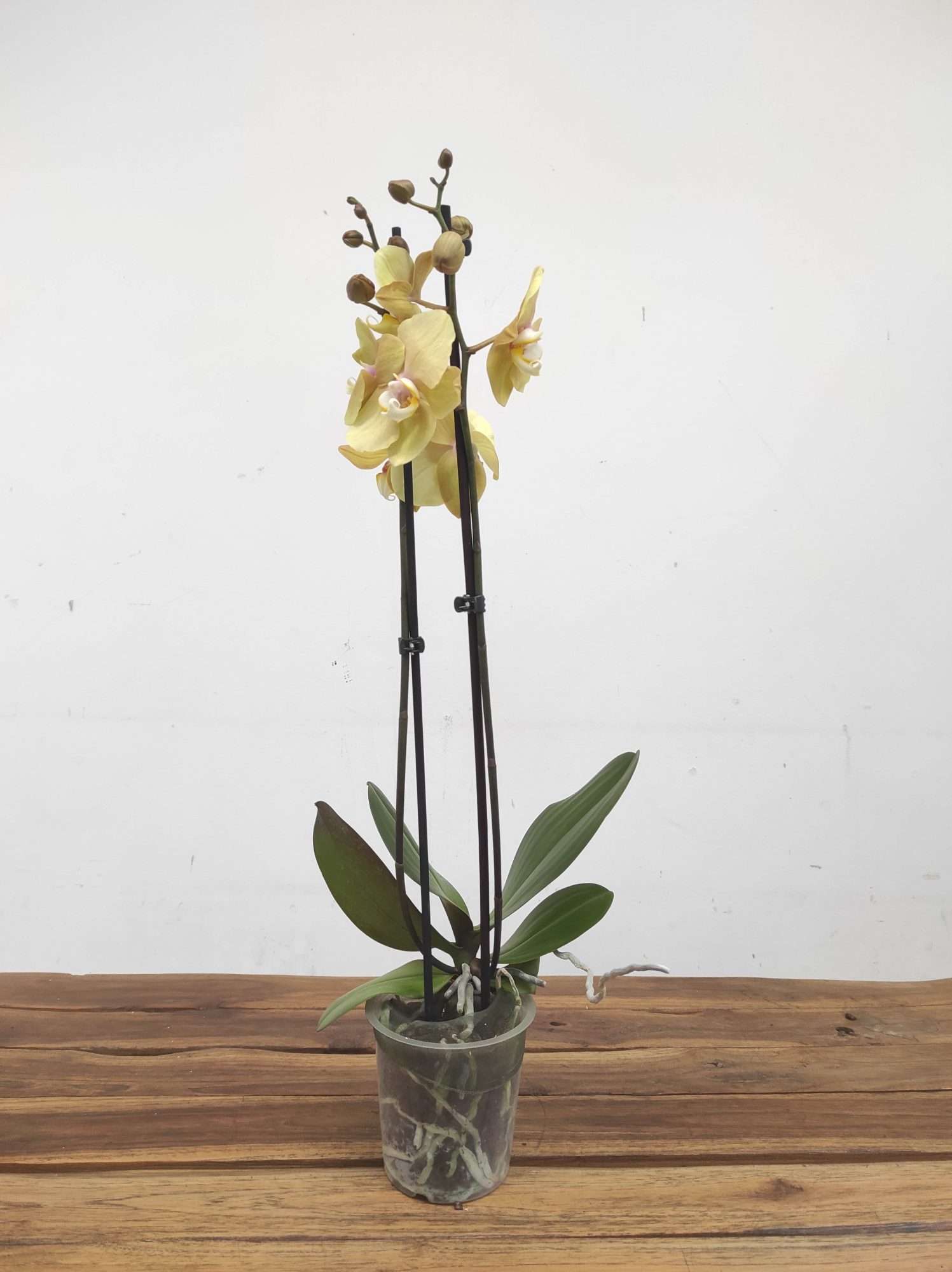 Phalaenopsis - 2 Hastes - Image 2