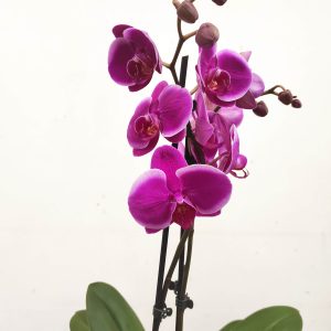 Phalaenopsis - 2 Hastes