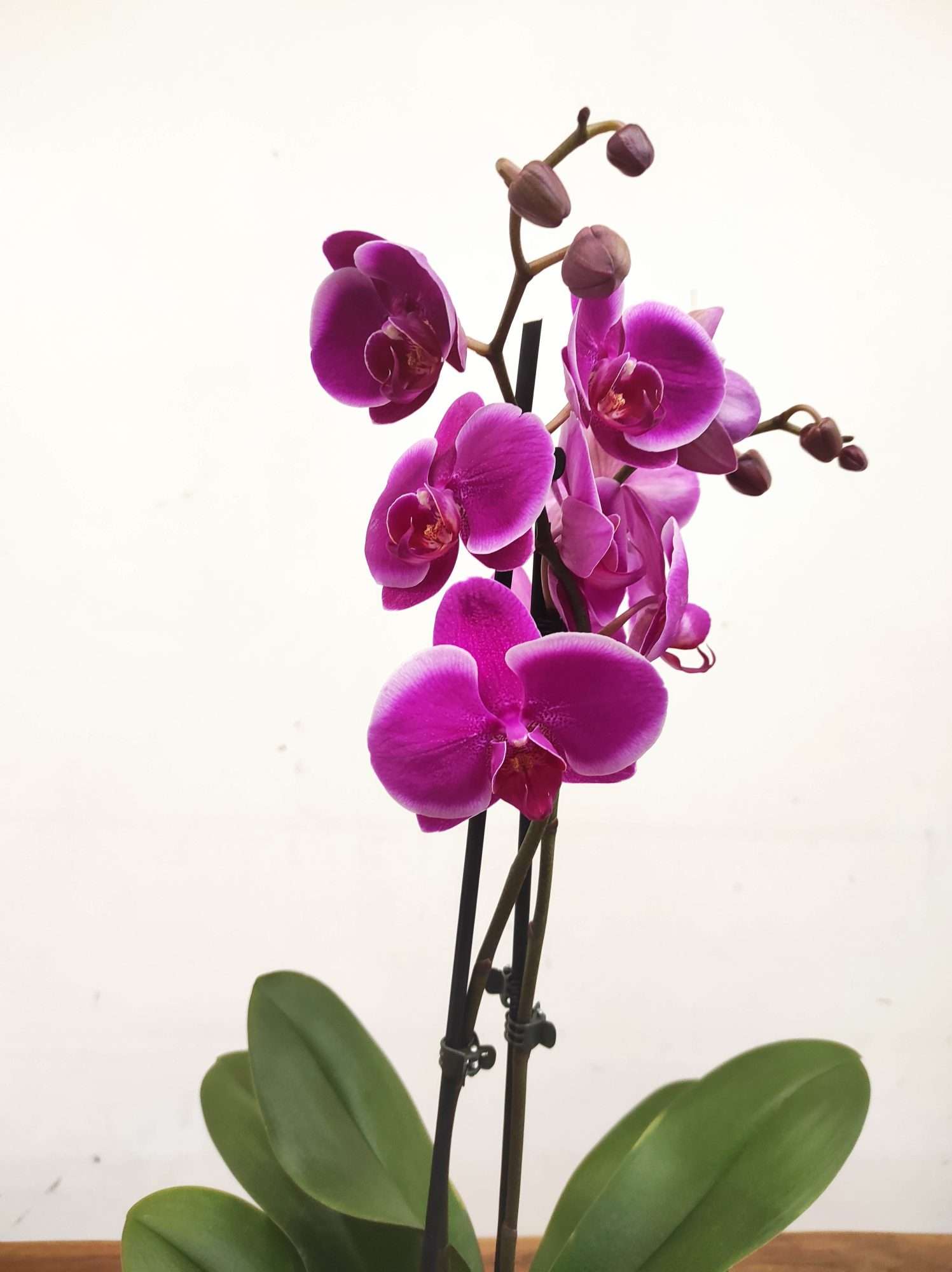 Phalaenopsis - 2 Hastes