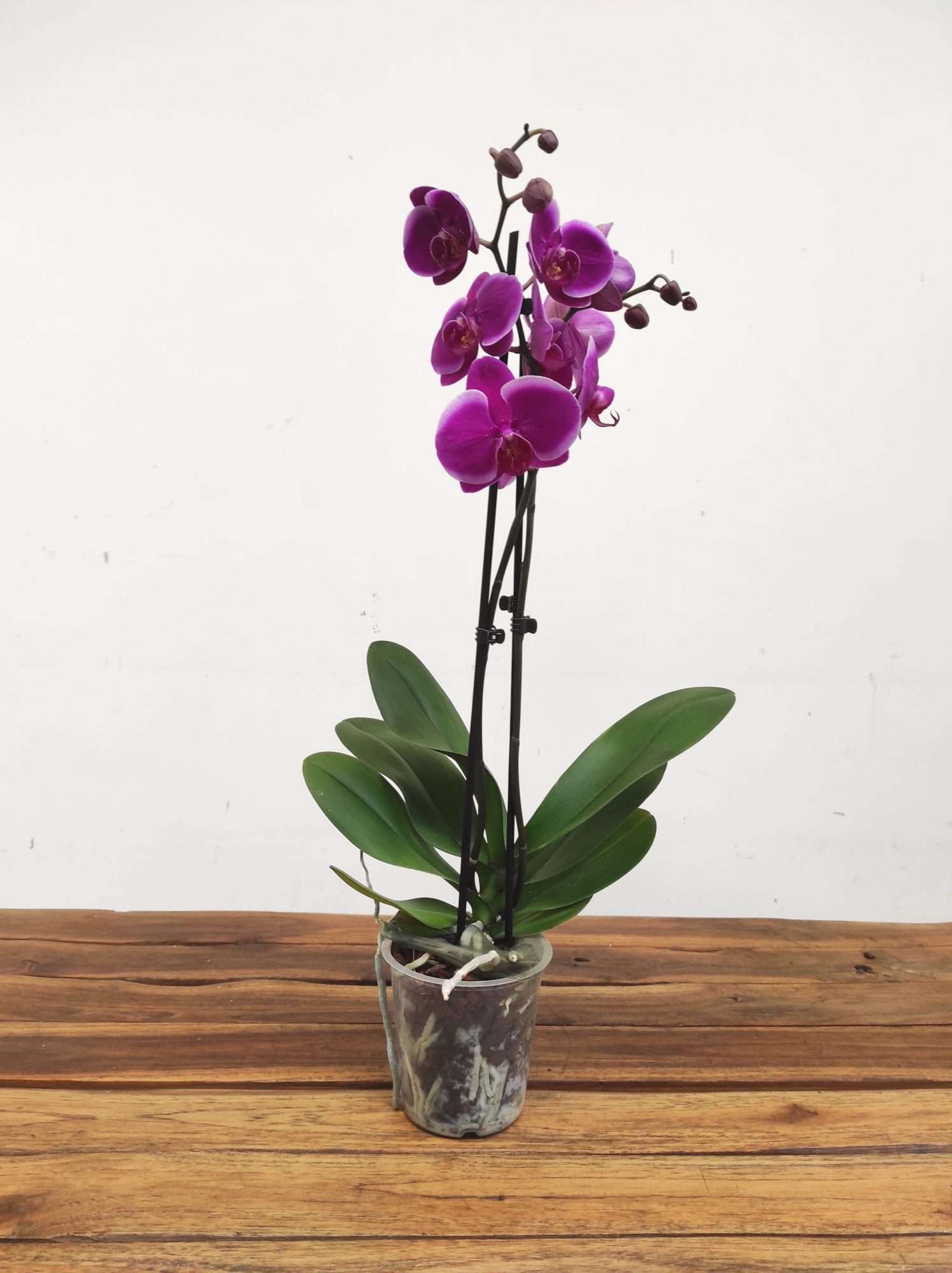 Phalaenopsis - 2 Hastes - Image 2