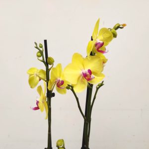 Phalaenopsis - 2 Hastes