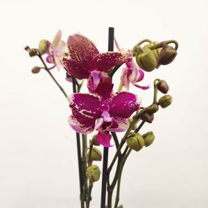 Phalaenopsis - 2 Hastes