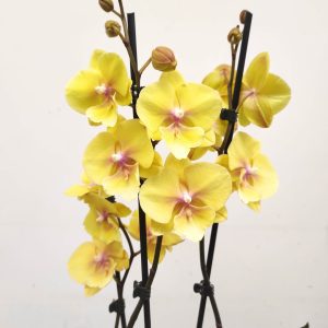 Phalaenopsis - 2 Hastes