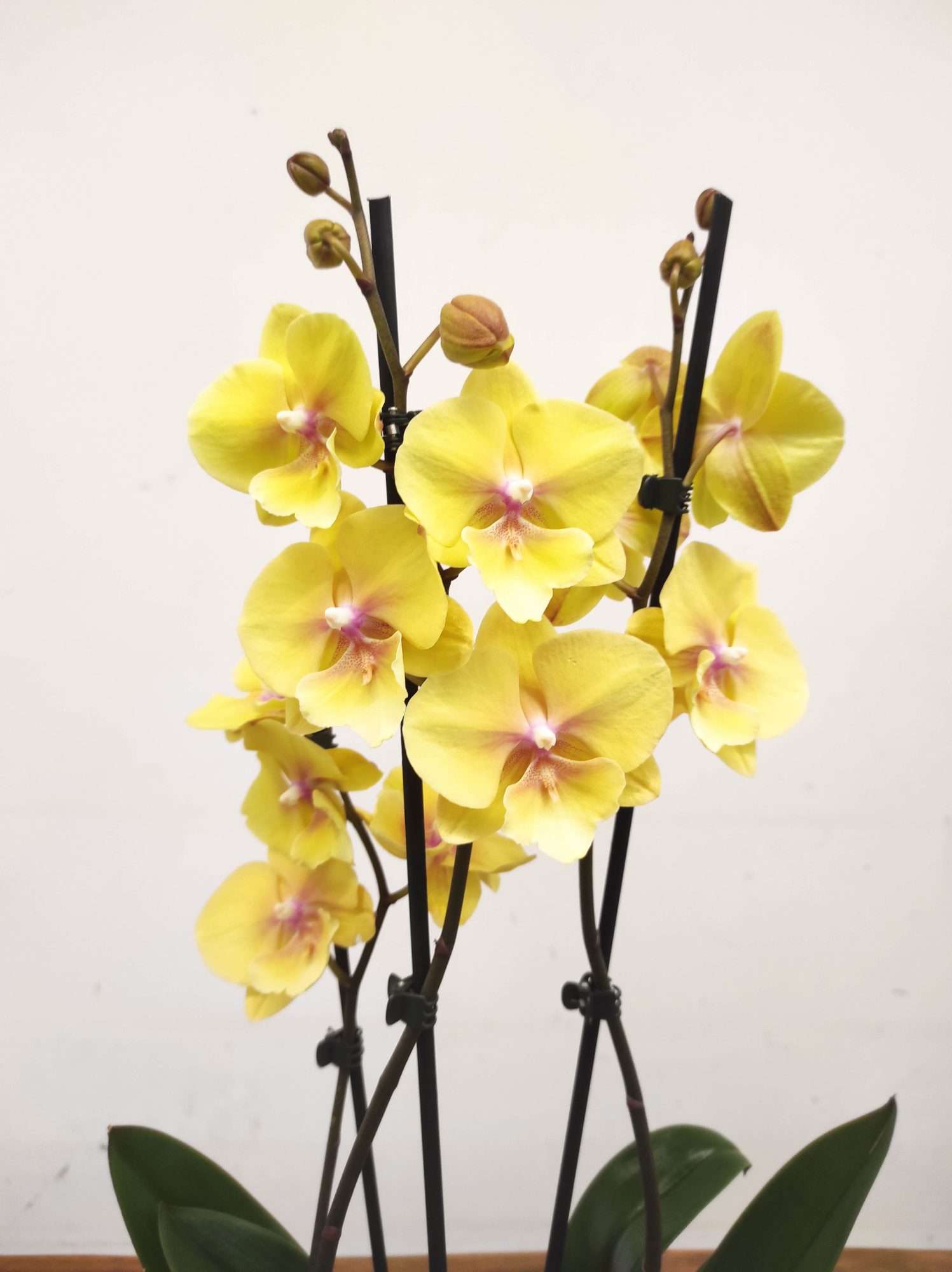 Phalaenopsis - 2 Hastes