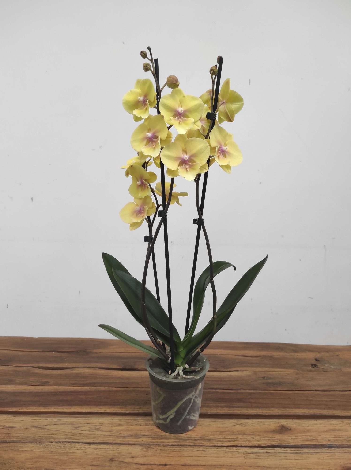 Phalaenopsis - 2 Hastes - Image 2