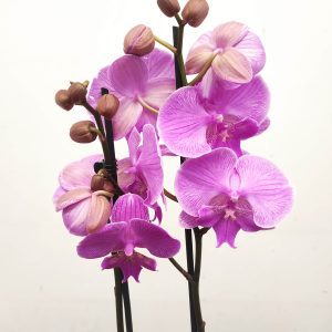 Phalaenopsis - 2 Hastes