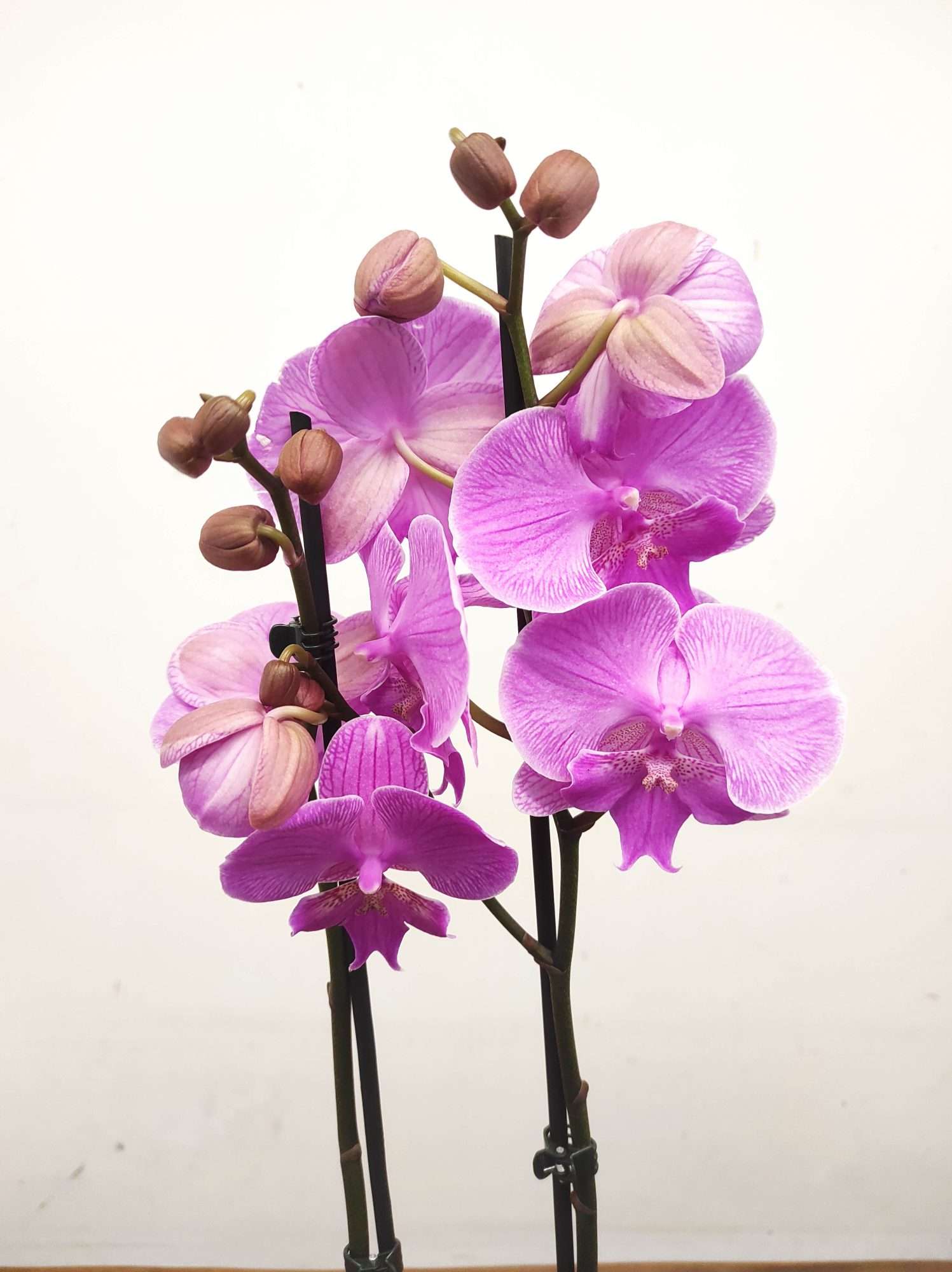 Phalaenopsis - 2 Hastes