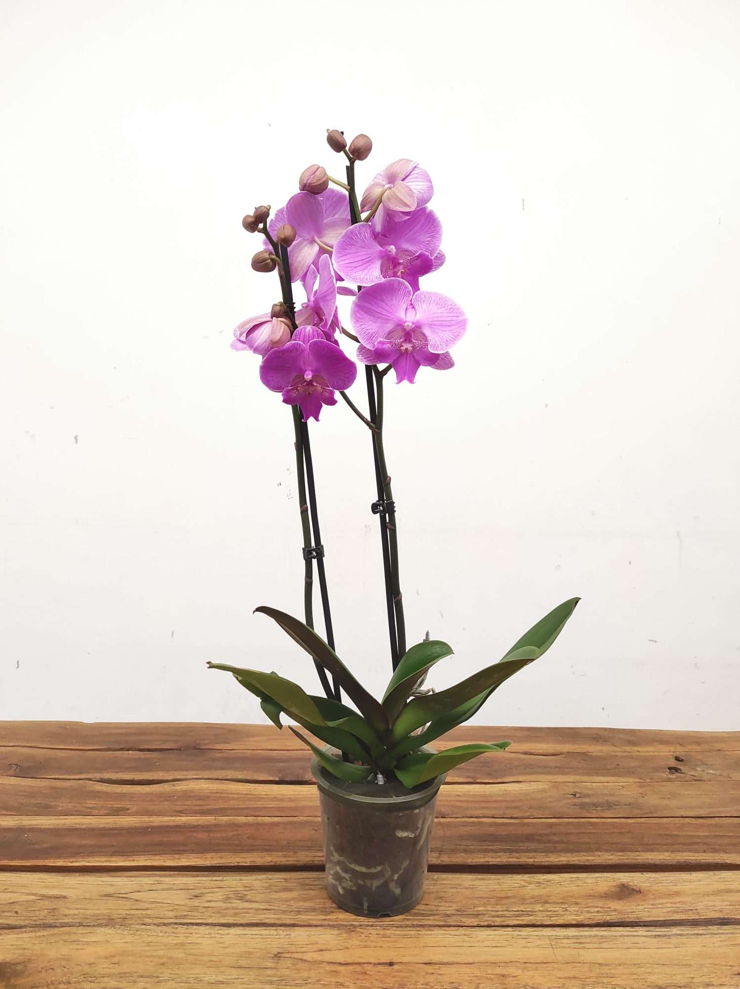 Phalaenopsis - 2 Hastes - Image 2