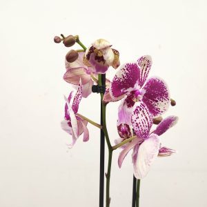 Phalaenopsis - 2 Hastes