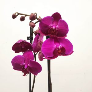 Phalaenopsis - 2 Hastes