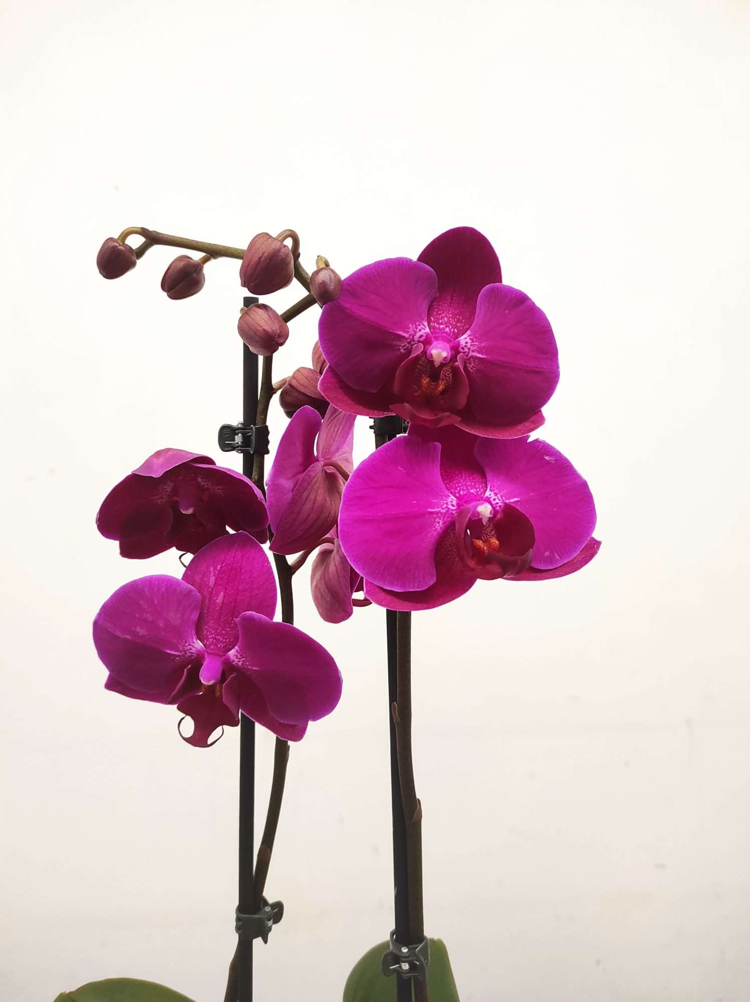 Phalaenopsis - 2 Hastes