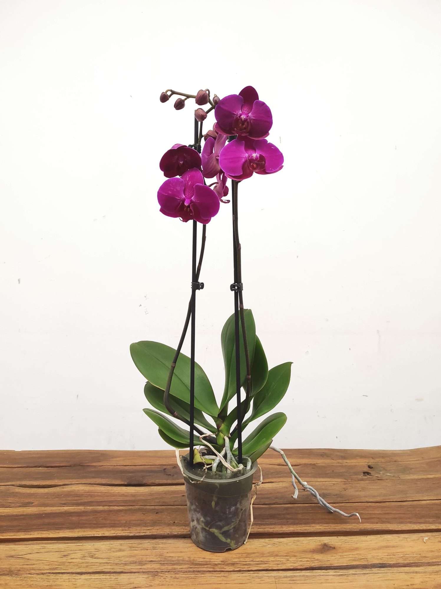 Phalaenopsis - 2 Hastes - Image 2