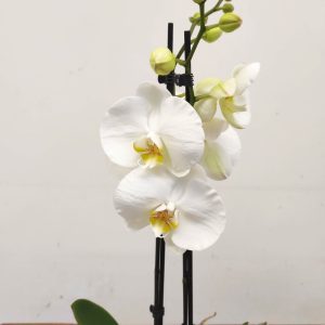 Phalaenopsis - 2 Hastes