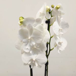 Phalaenopsis - 2 Hastes