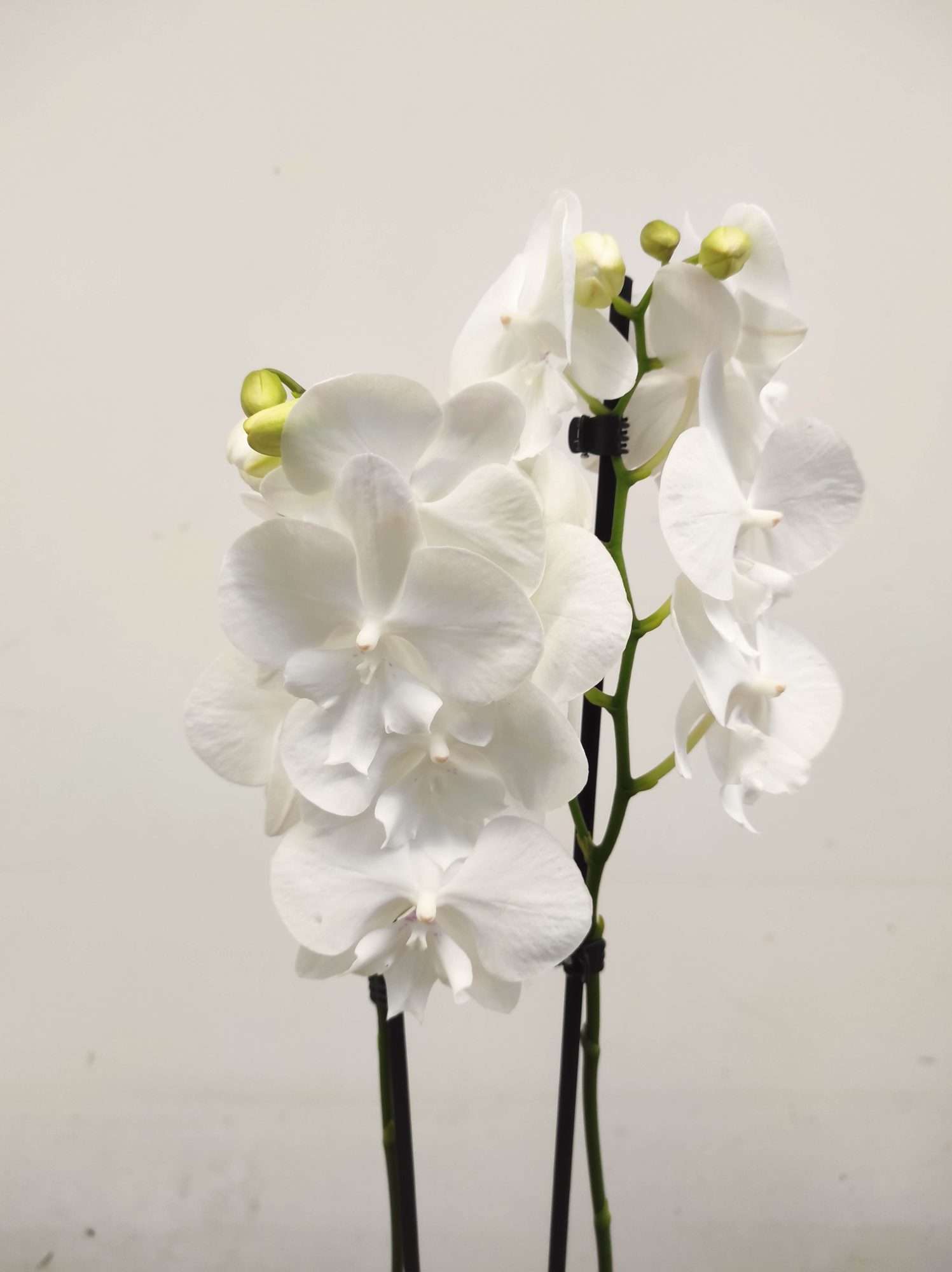 Phalaenopsis - 2 Hastes