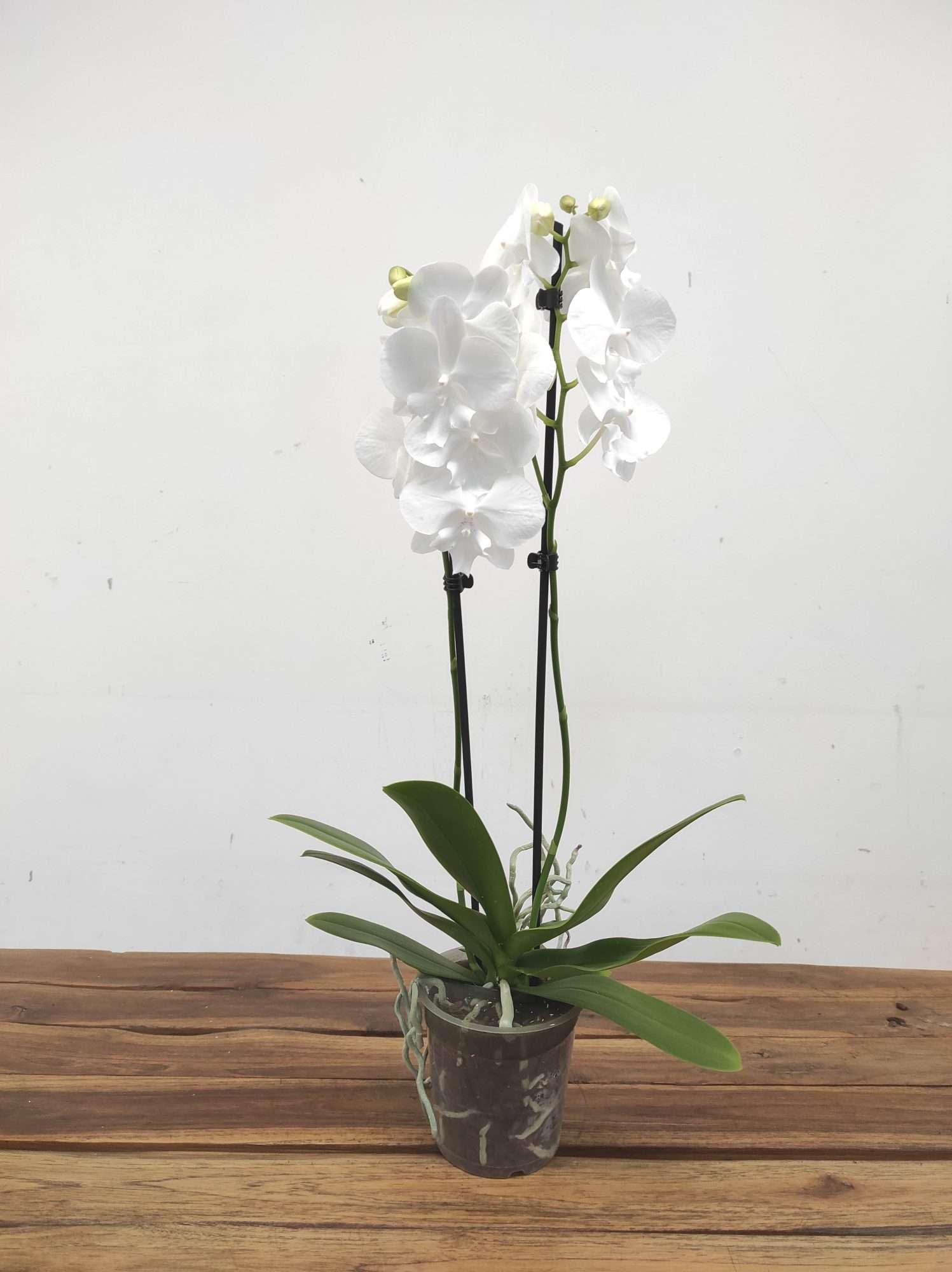 Phalaenopsis - 2 Hastes - Image 2