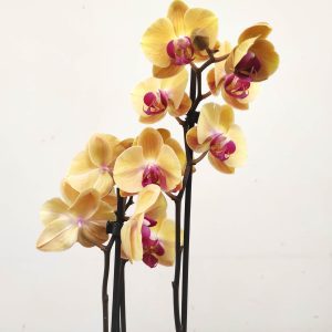 Phalaenopsis - 2 Hastes