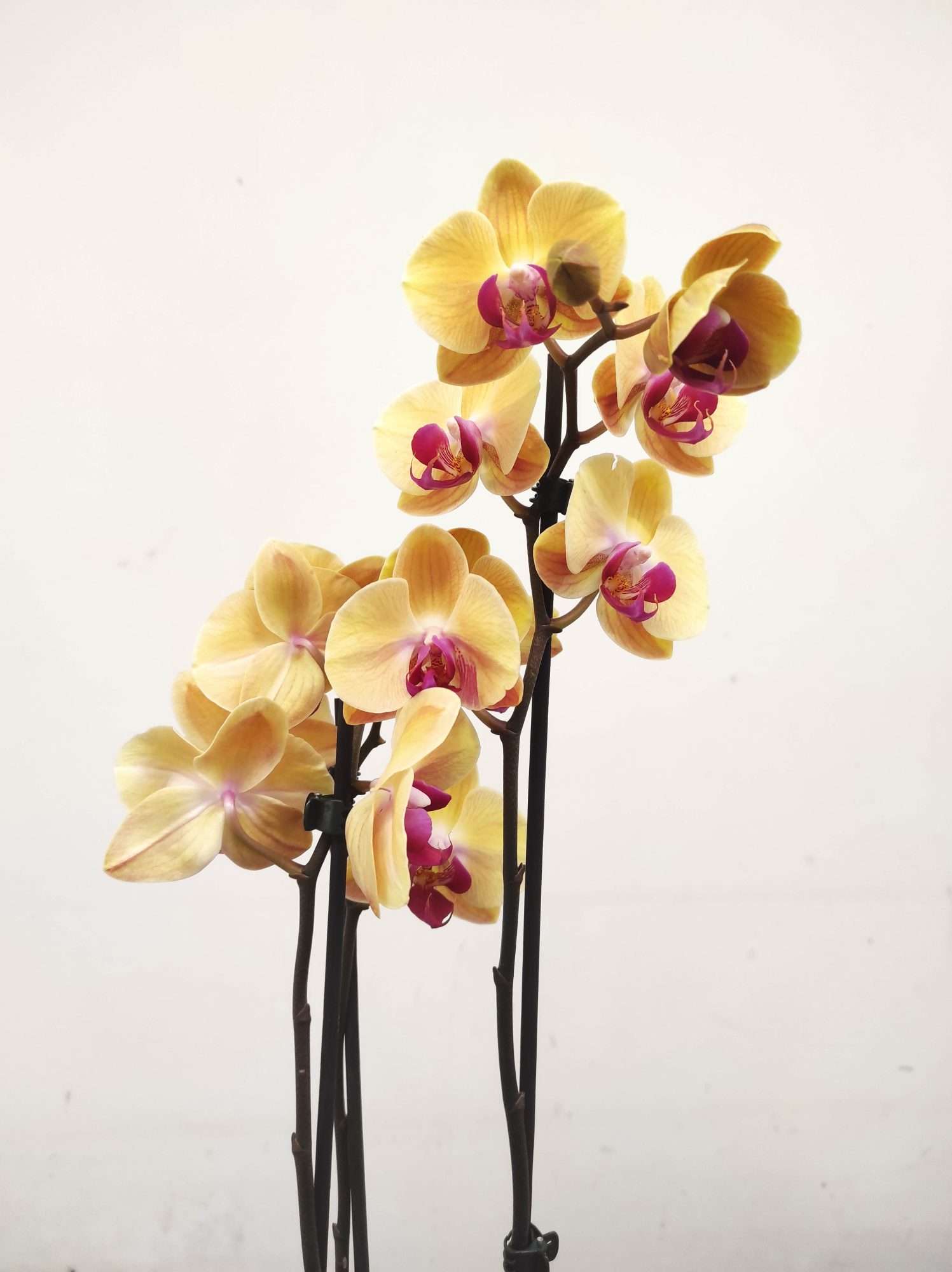 Phalaenopsis - 2 Hastes