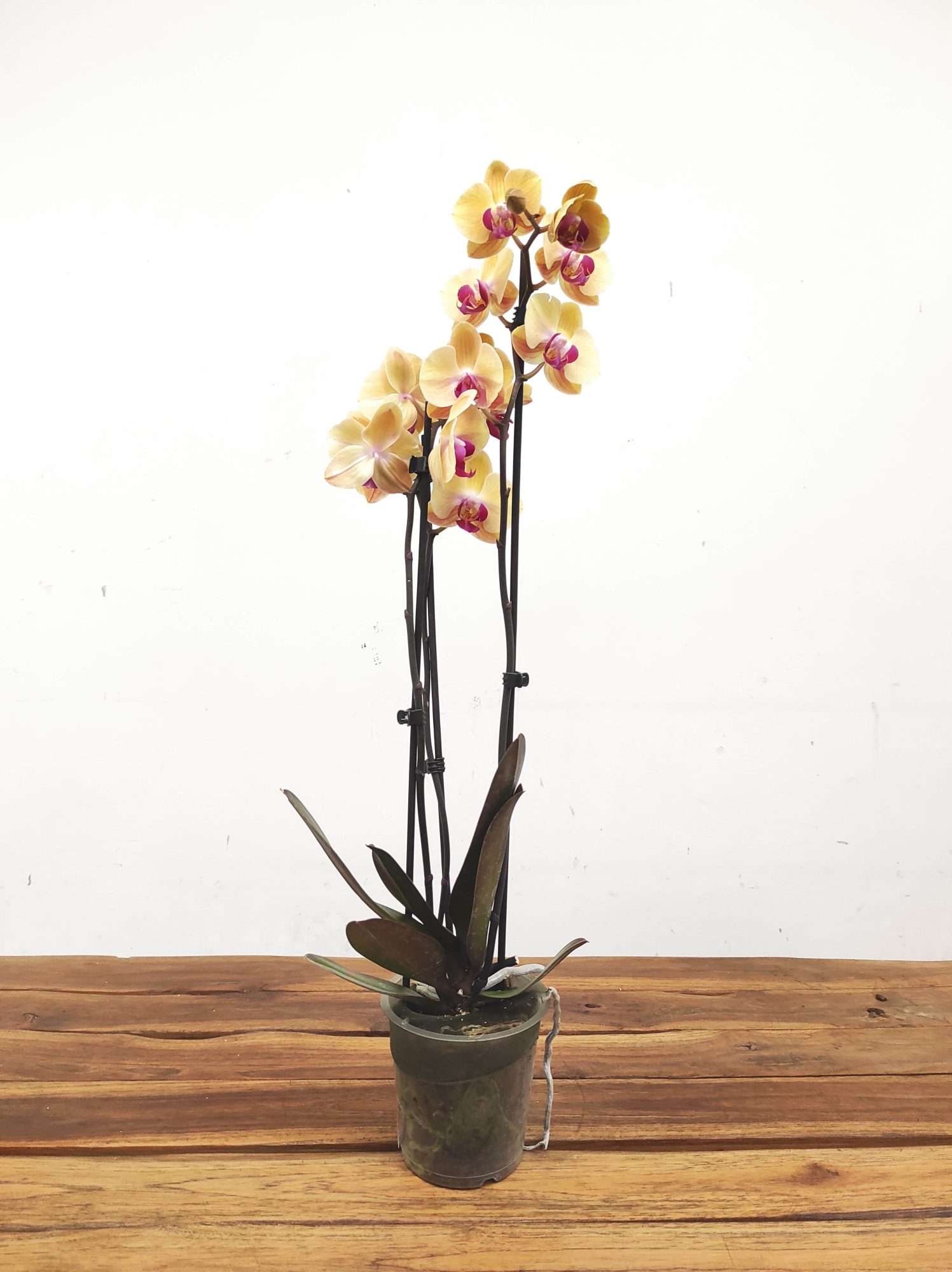 Phalaenopsis - 2 Hastes - Image 2