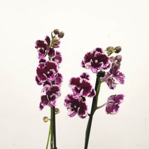 Phalaenopsis - 2 Hastes