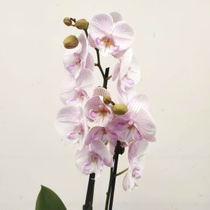 Phalaenopsis - 2 Hastes