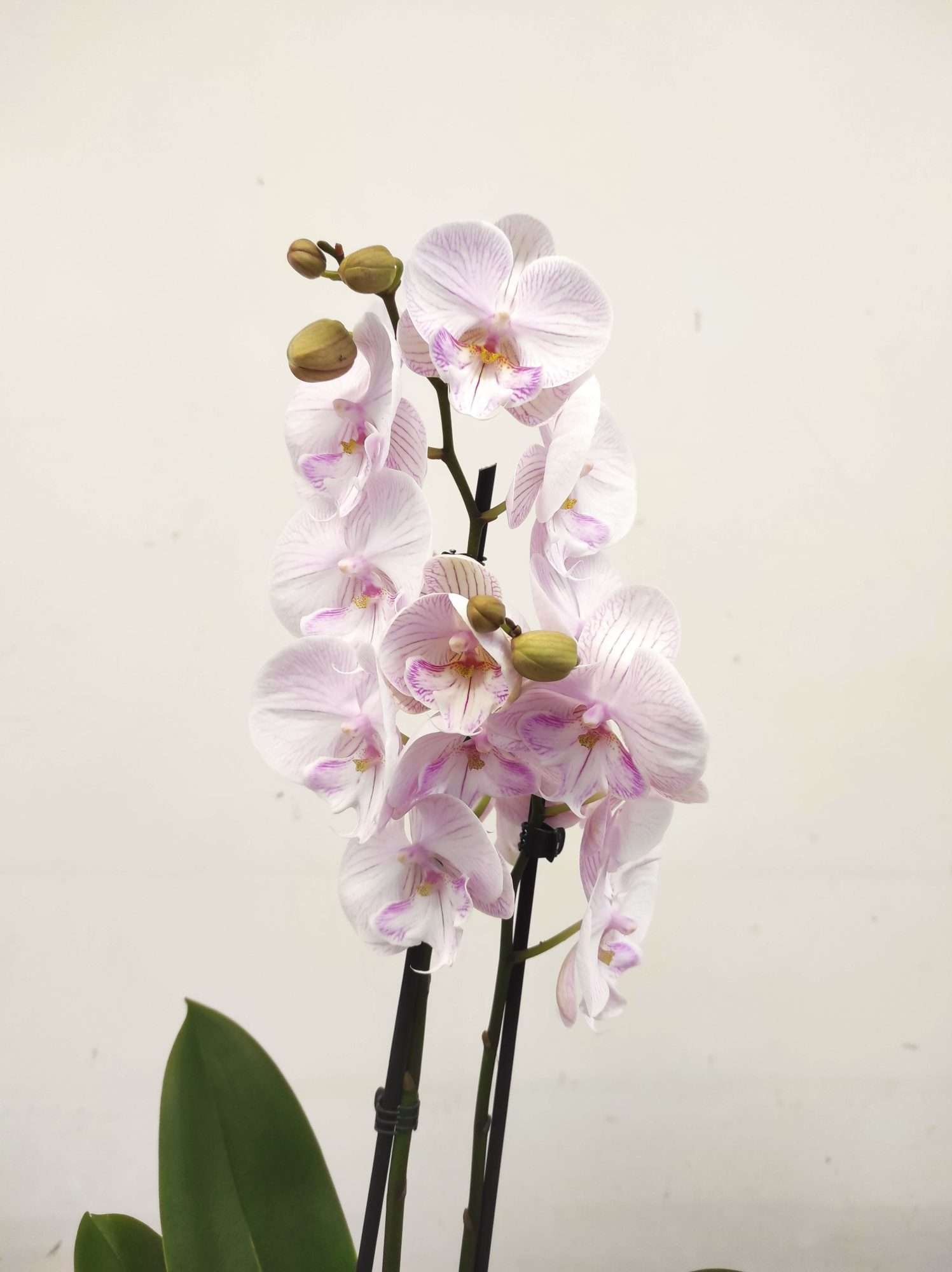 Phalaenopsis - 2 Hastes