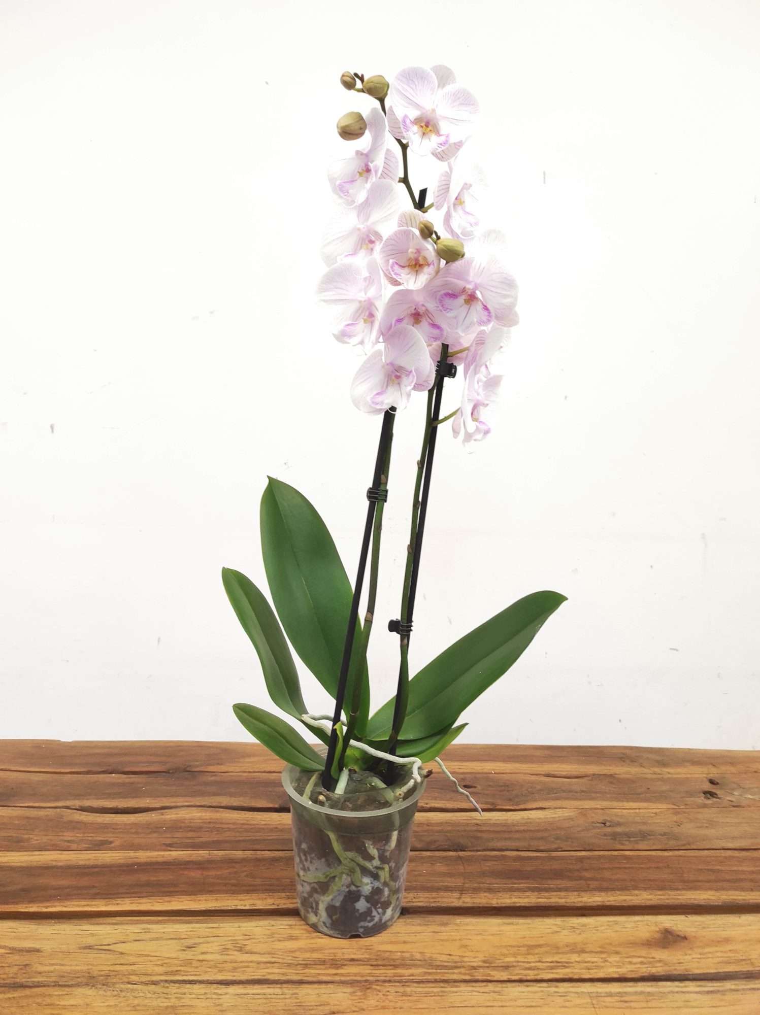 Phalaenopsis - 2 Hastes - Image 2