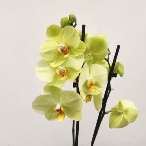 Phalaenopsis - 2 Hastes