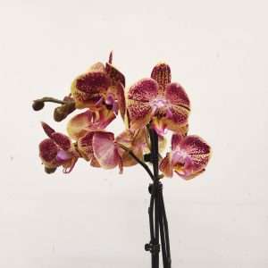 Phalaenopsis - 2 Hastes