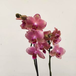 Phalaenopsis - 2 Hastes