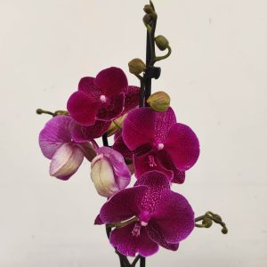 Phalaenopsis - 2 Hastes